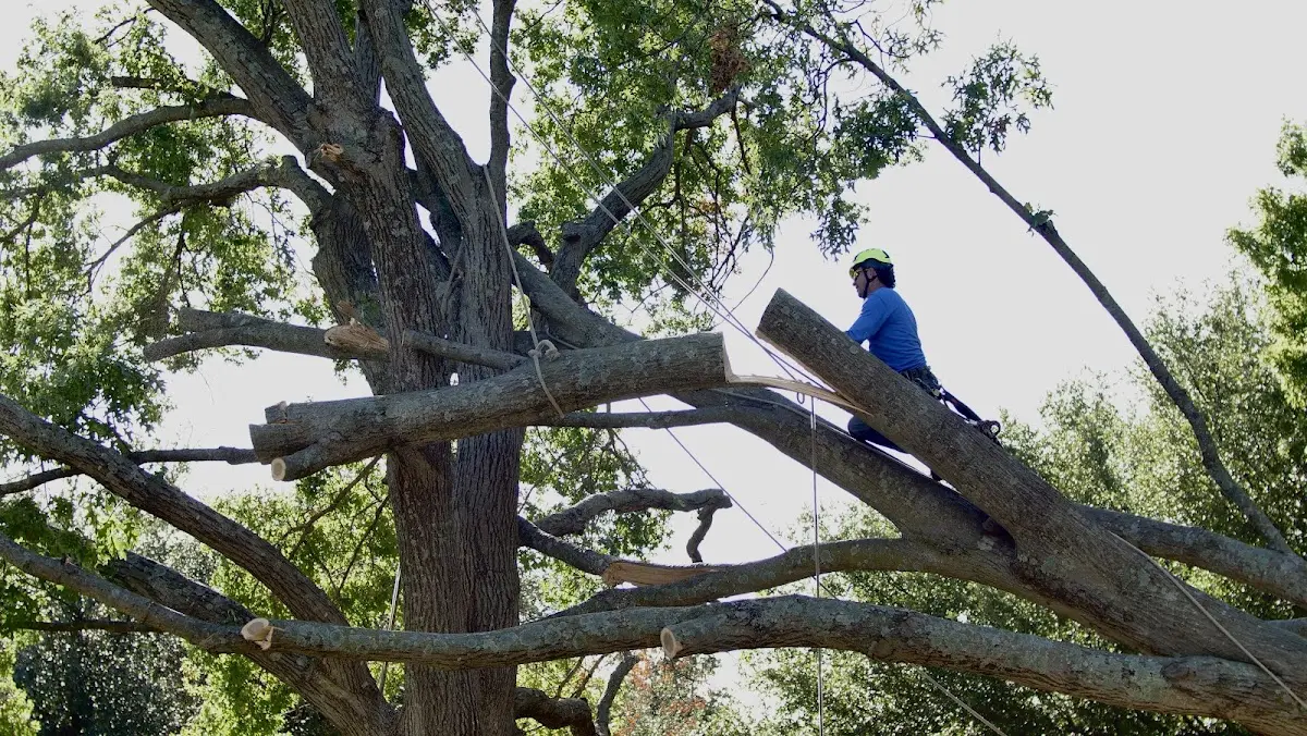Professional Hazardous Tree Removal performed by certified arborists in Blanchard